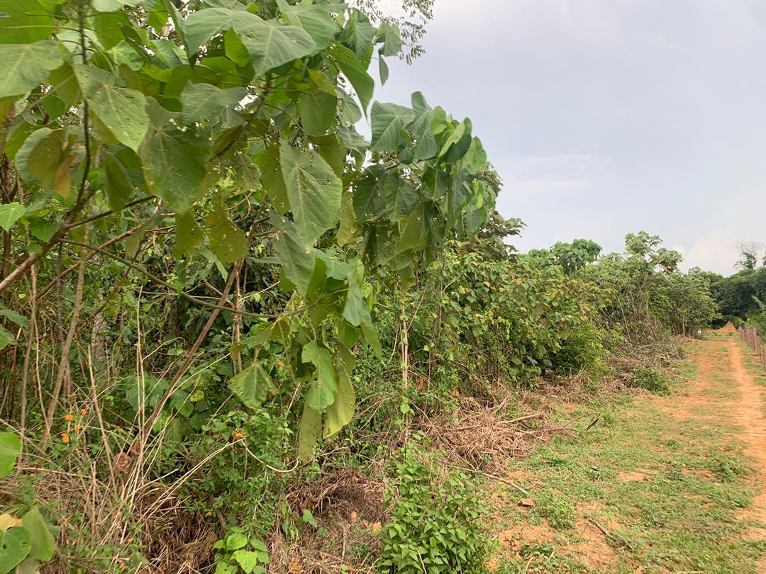 Tanah Pertanian Temerloh Pahang - photo 2