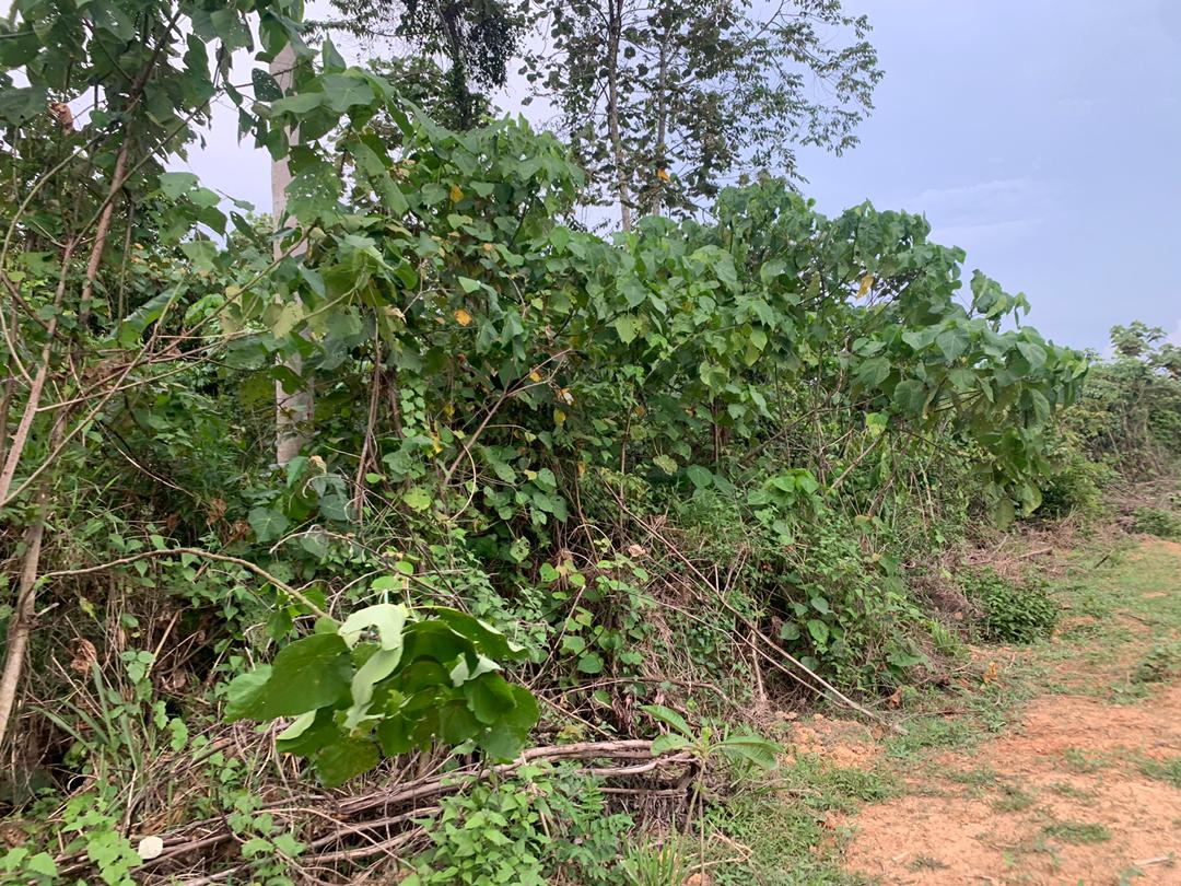 Tanah Pertanian Temerloh Pahang - photo 4