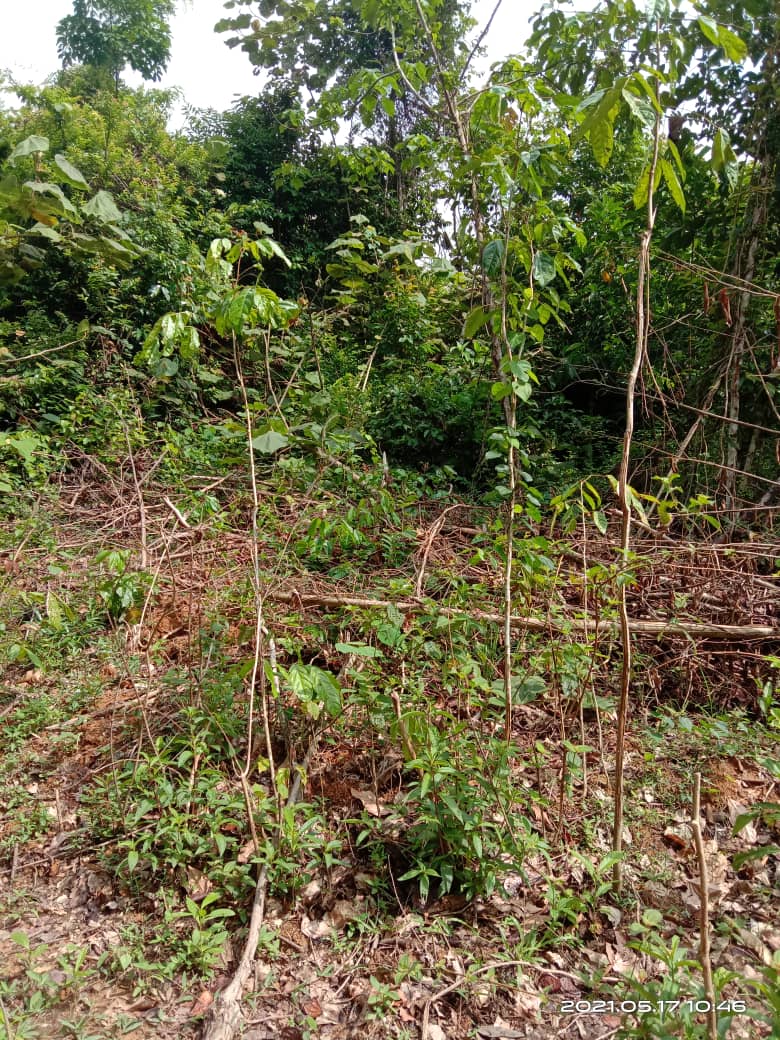 Tanah Pertanian Temerloh Pahang - photo 6