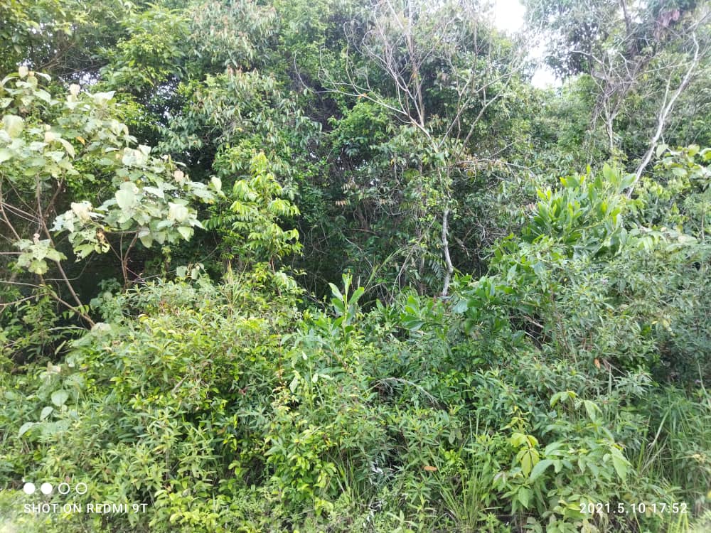 Tanah Bangunan Lot Banglo Kampung Tempurung Binjai - photo 2