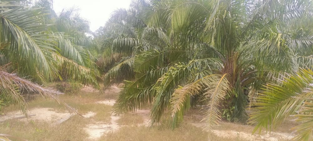 Tanah Pertanian Felcra Darat Kg Belimbing Pekan - photo 2