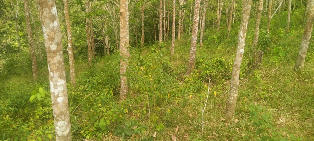 Tanah Pertanian Felcra Darat Kg Belimbing Pekan - photo 3