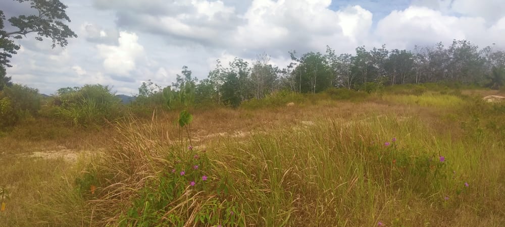 Tanah Pertanian Felcra Darat Kg Belimbing Pekan - photo 4
