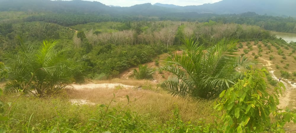 Tanah Pertanian Felcra Darat Kg Belimbing Pekan - photo 5