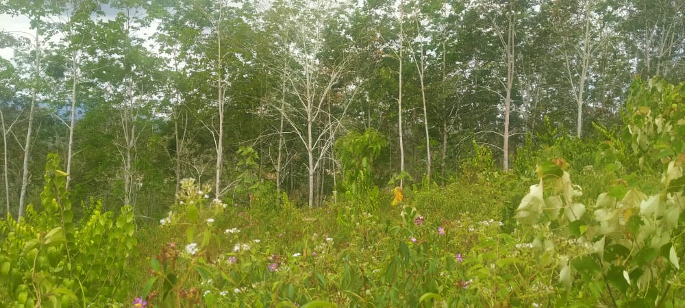 Tanah Pertanian Felcra Darat Kg Belimbing Pekan - photo 6