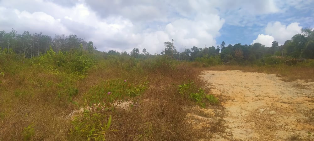 Tanah Pertanian Felcra Darat Kg Belimbing Pekan - photo 8