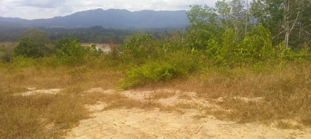 Tanah Pertanian Felcra Darat Kg Belimbing Pekan - photo 9