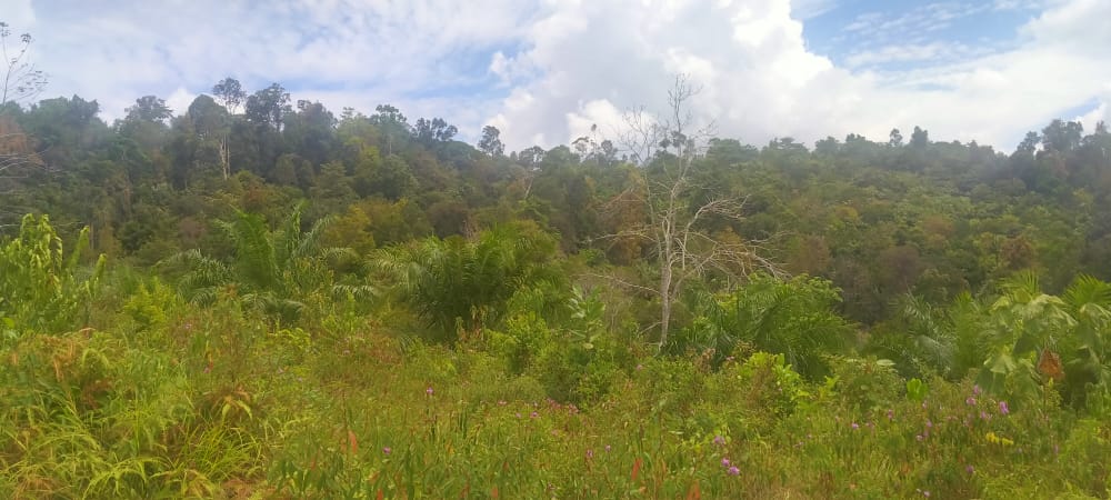 Tanah Pertanian Felcra Darat Kg Belimbing Pekan - photo 10