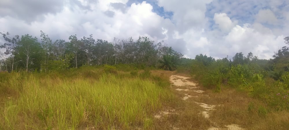 Tanah Pertanian Felcra Darat Kg Belimbing Pekan - photo 11