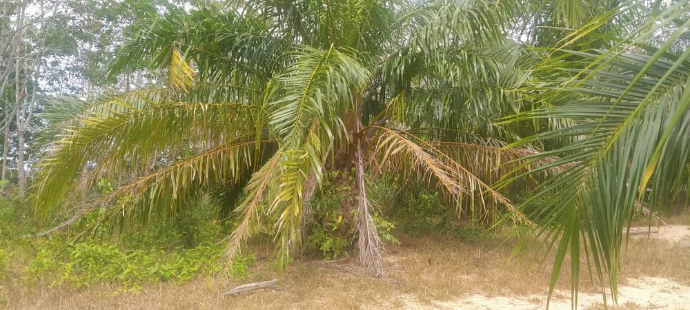 Tanah Pertanian Felcra Darat Kg Belimbing Pekan - photo 12