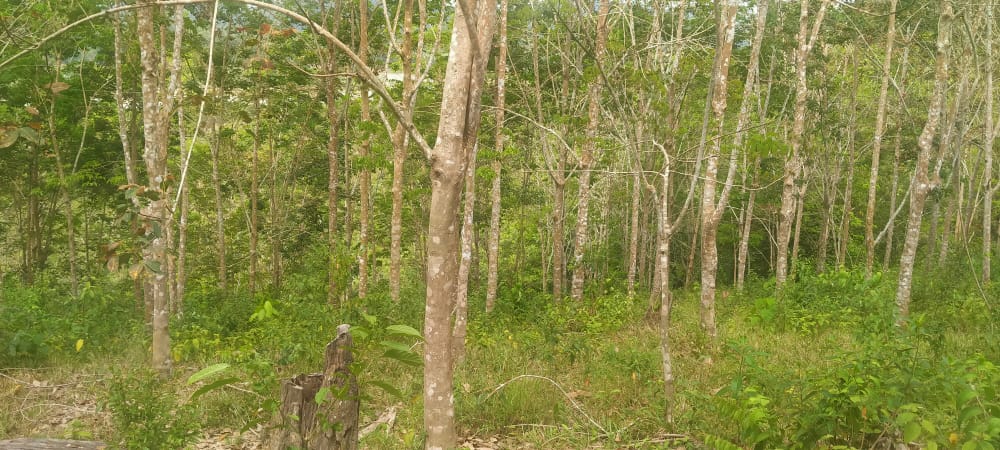 Tanah Pertanian Felcra Darat Kg Belimbing Pekan - photo 13