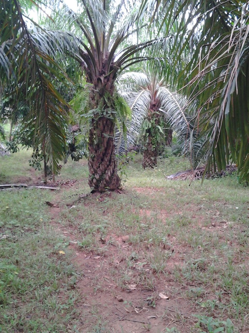 Tanah Pertanian Paya Sok Kuala Krau Temerloh