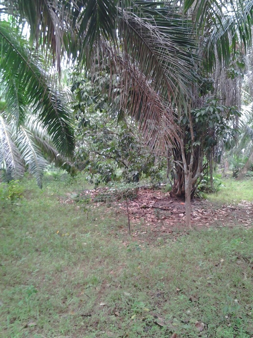 Tanah Pertanian Paya Sok Kuala Krau Temerloh - photo 2