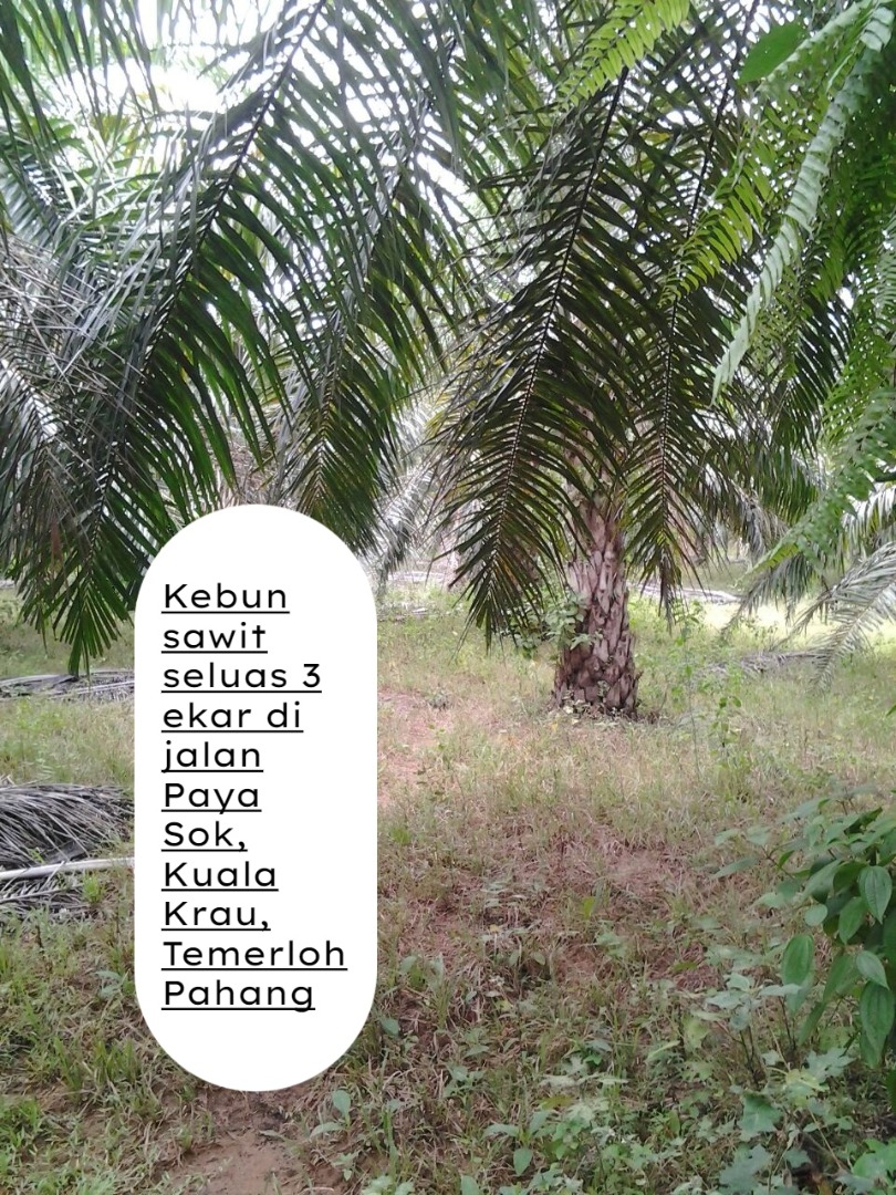 Tanah Pertanian Paya Sok Kuala Krau Temerloh - photo 3