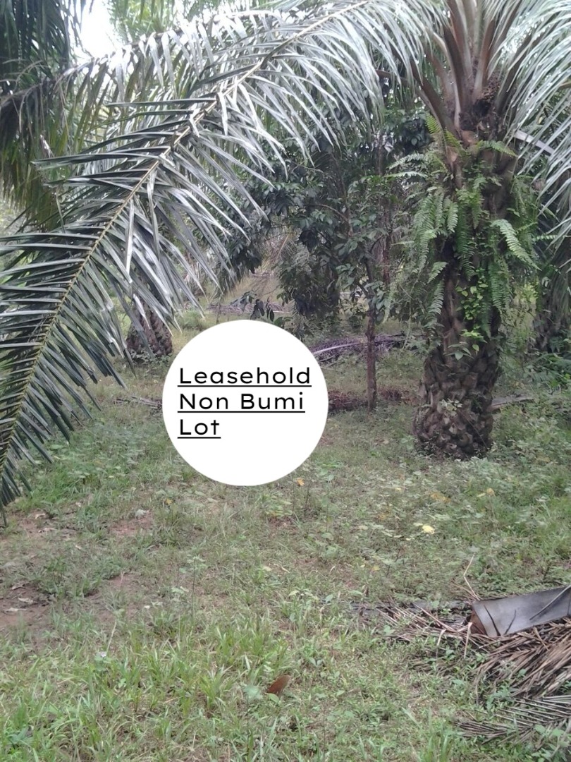 Tanah Pertanian Paya Sok Kuala Krau Temerloh - photo 4