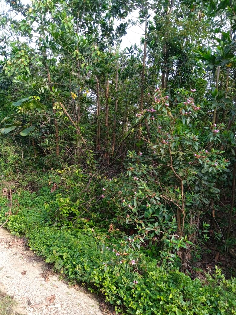 Tanah Pertanian Mukim Lepar Kuantan HOT AREA - photo 2