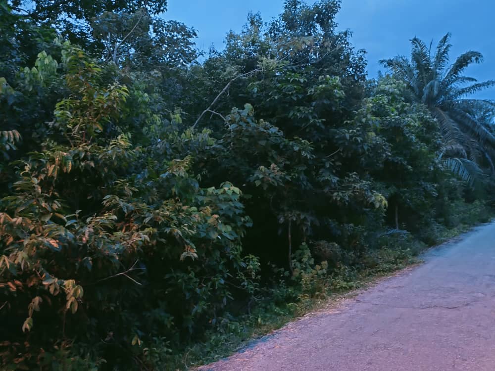Tanah Pertanian Kampung Semangat Kuantan MURAH - photo 2