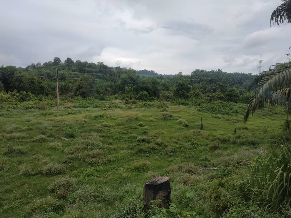 Tanah Pertanian Pedah Jerantut  Pahang MURAH