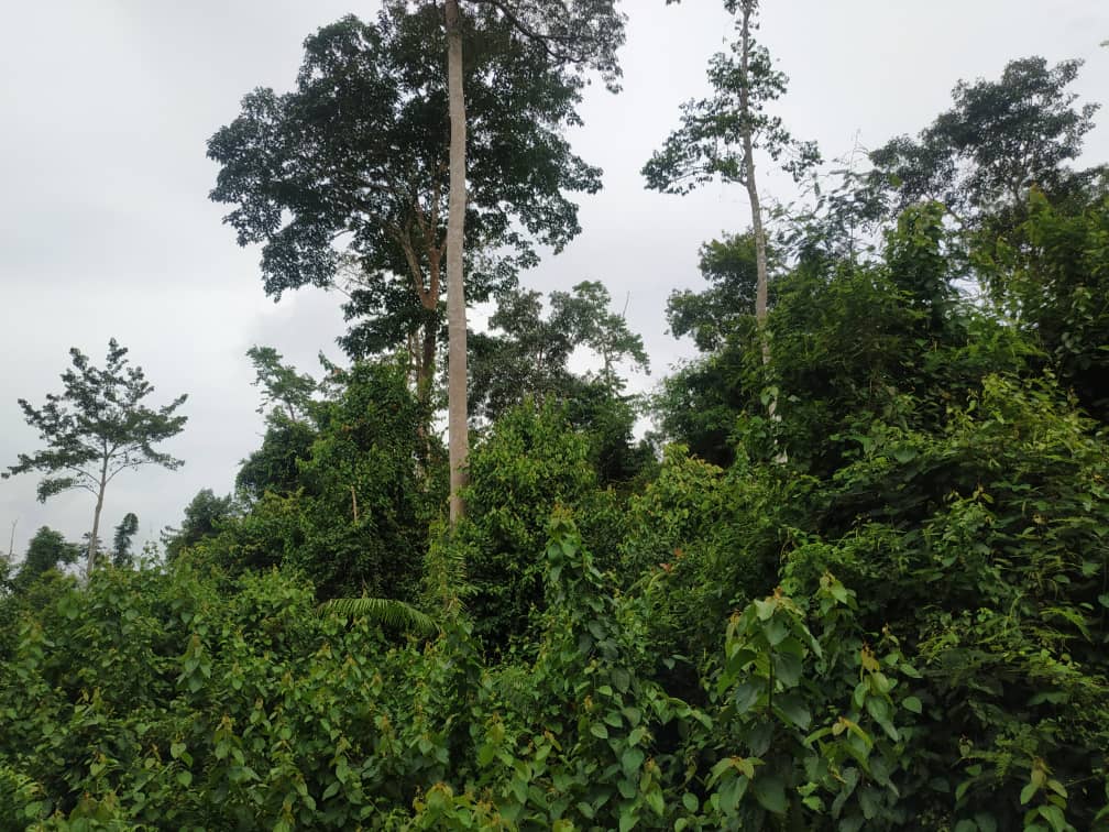 Tanah Pertanian Pedah Jerantut  Pahang MURAH - photo 2