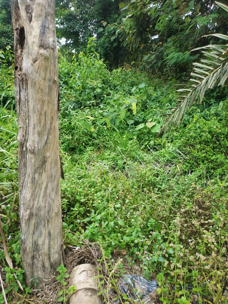 Tanah Pertanian Pedah Jerantut  Pahang MURAH - photo 3