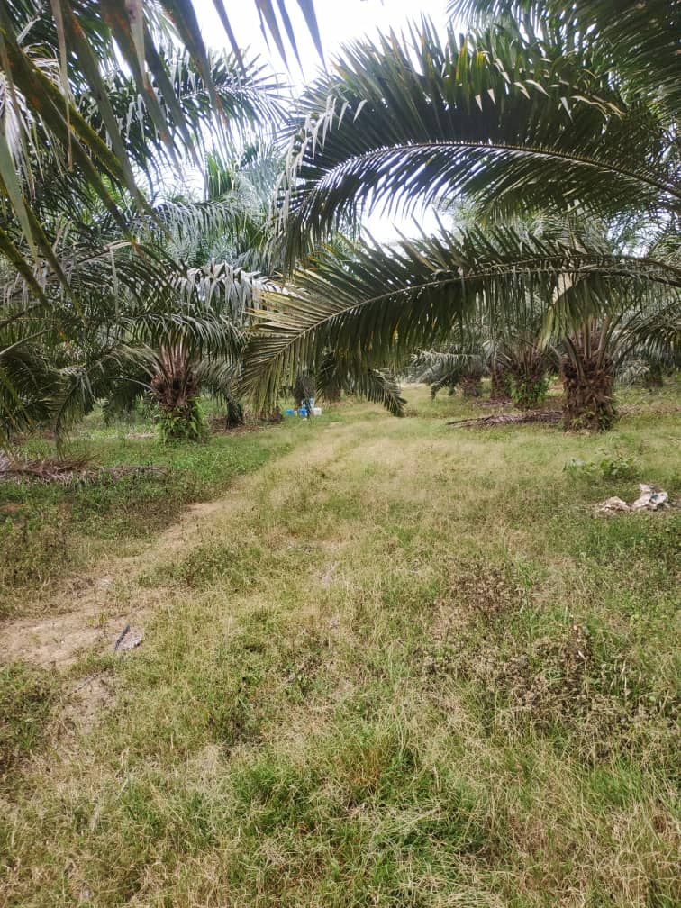 Tanah Pertanian Pedah Jerantut  Pahang MURAH - photo 4