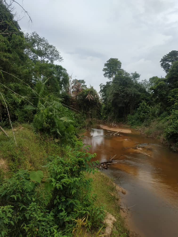 Tanah Pertanian Pedah Jerantut  Pahang MURAH - photo 5