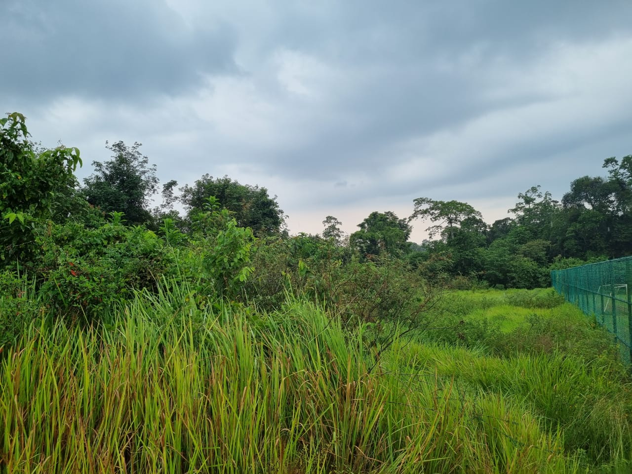 Tanah Pertanian Kampung Tanjung Batu Temerloh - photo 1