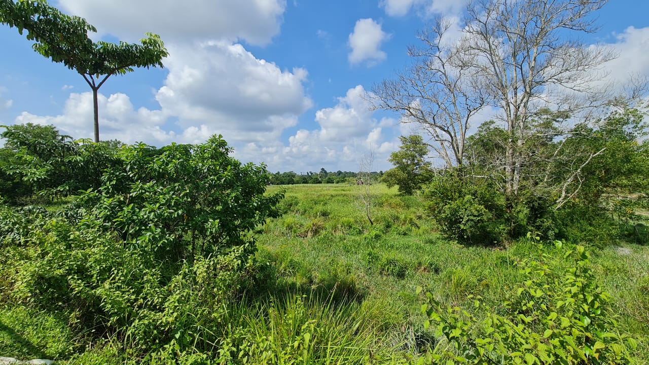 Tanah Pertanian Kampung Sri Damai Kuantan - photo 2