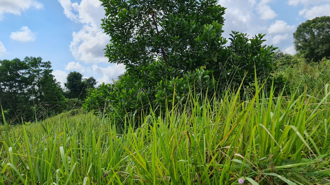 Tanah Pertanian Kampung Sri Damai Kuantan - photo 3