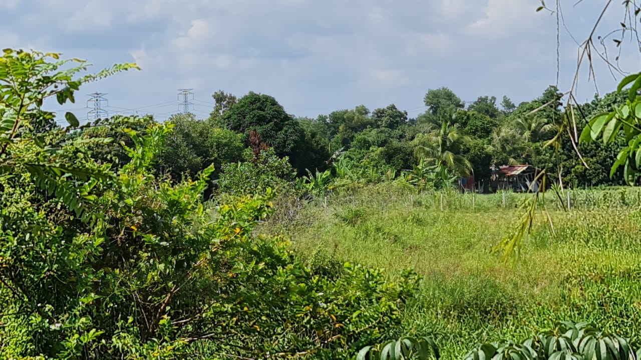 Tanah Pertanian Kampung Sri Damai Kuantan - photo 4