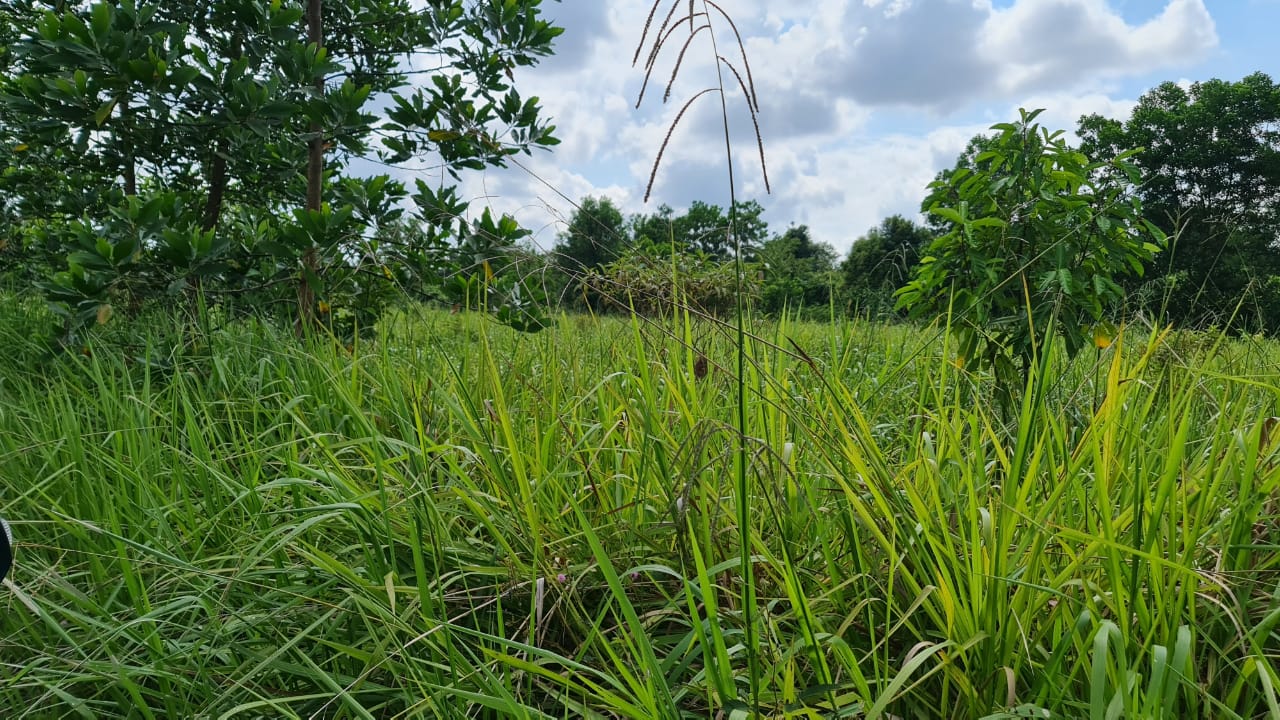 Tanah Pertanian Kampung Sri Damai Kuantan - photo 5