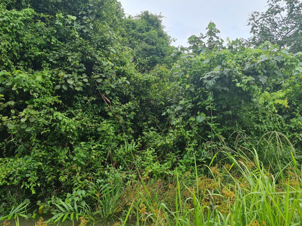 Tanah Lot Bangunan Jalan Teluk Mahang 2 Taman Guru