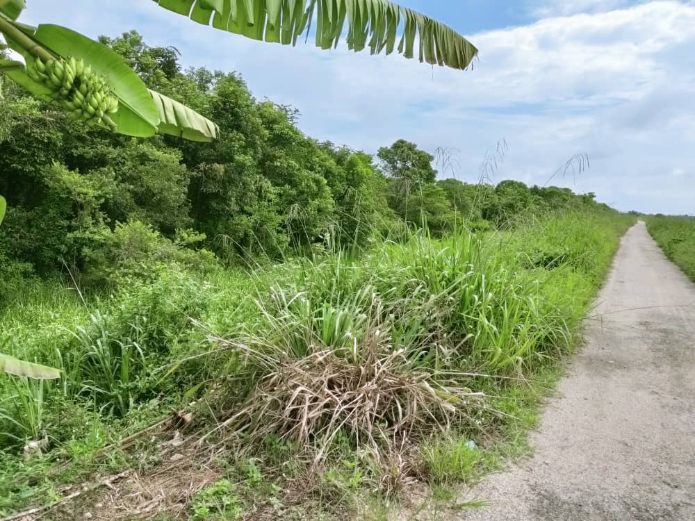 Tanah Pertanian Ganchong Ulu Pekan Pahang MURAH