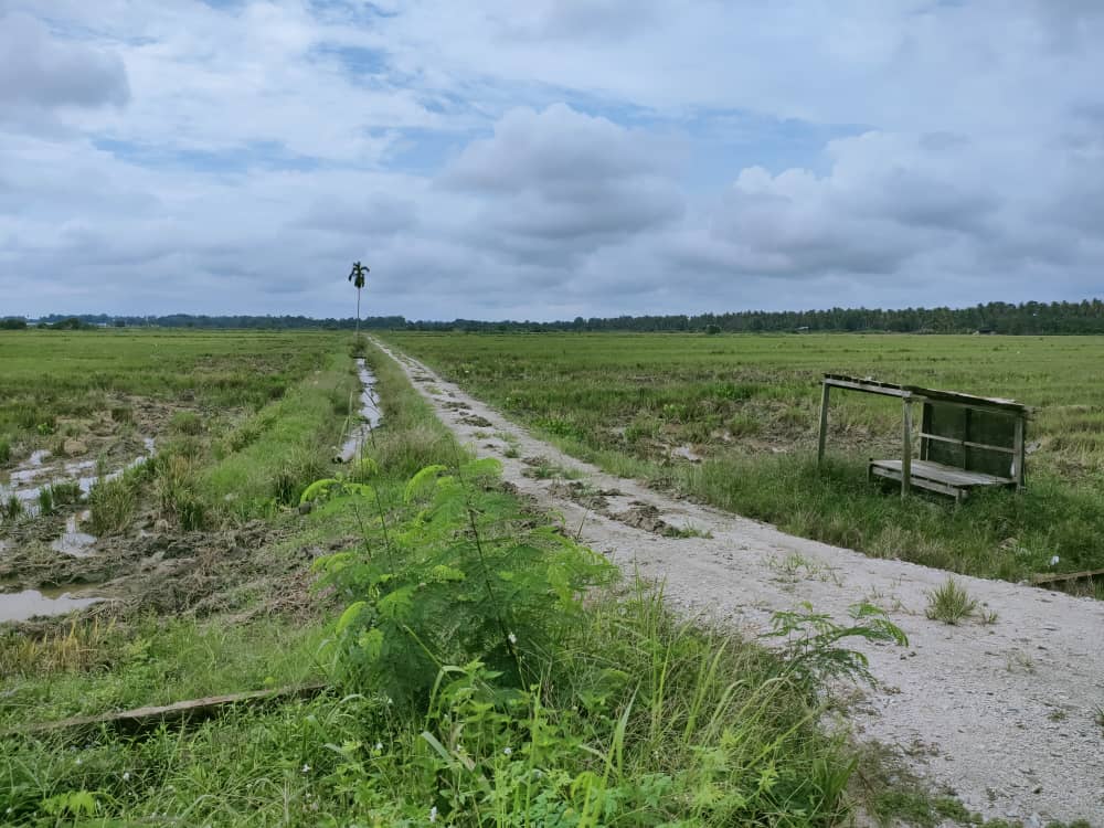Tanah Pertanian Ganchong Ulu Pekan Pahang MURAH - photo 3