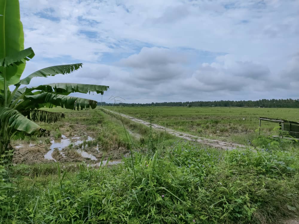 Tanah Pertanian Ganchong Ulu Pekan Pahang MURAH - photo 4