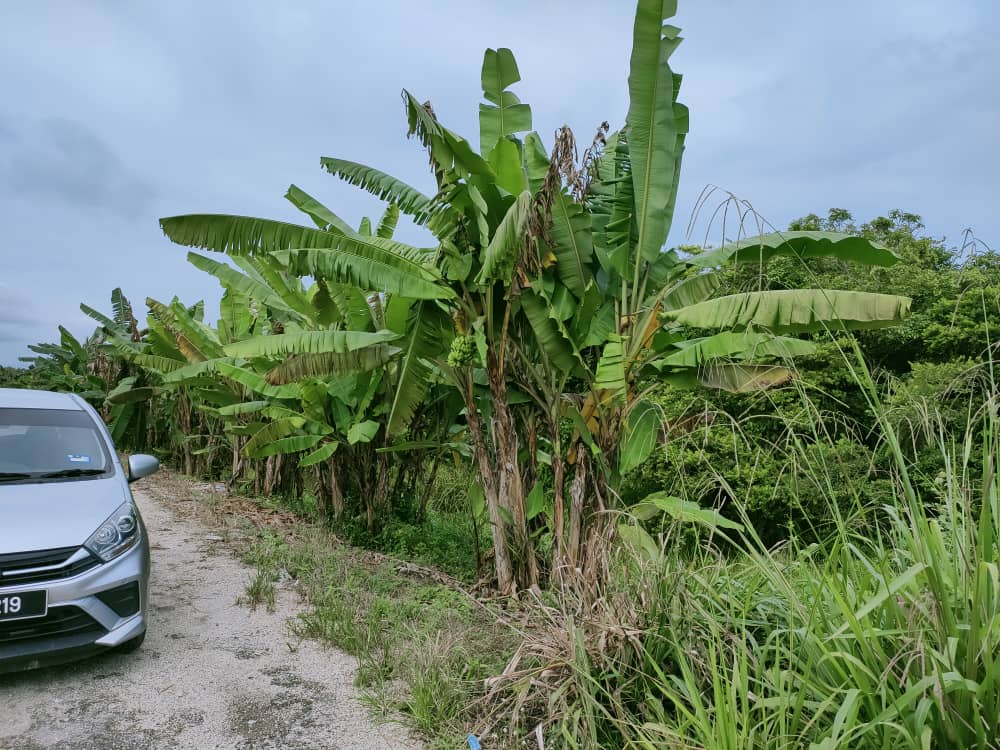 Tanah Pertanian Ganchong Ulu Pekan Pahang MURAH - photo 5