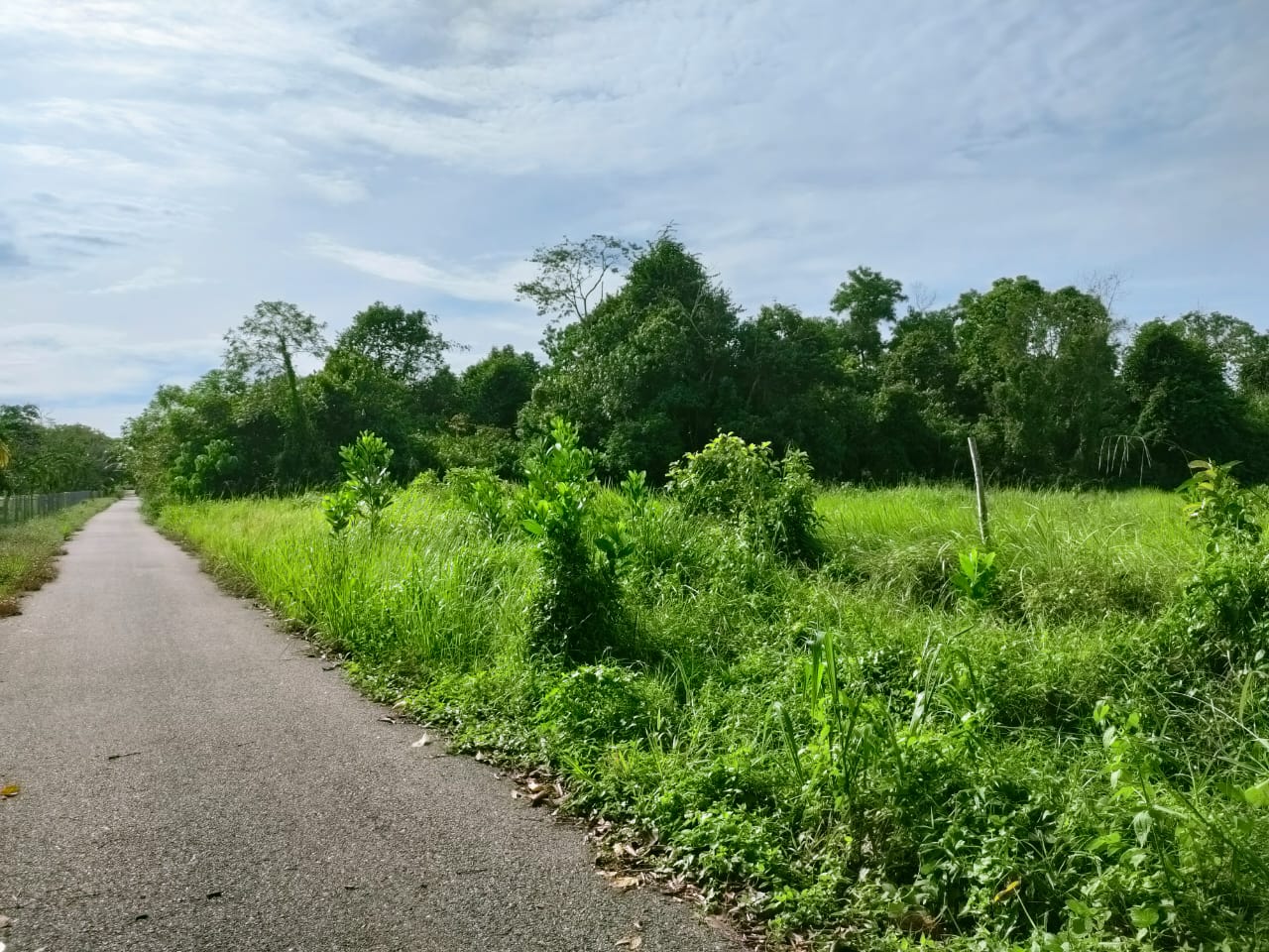 Tanah Pertanian Kampung Sri Damai Kuantan