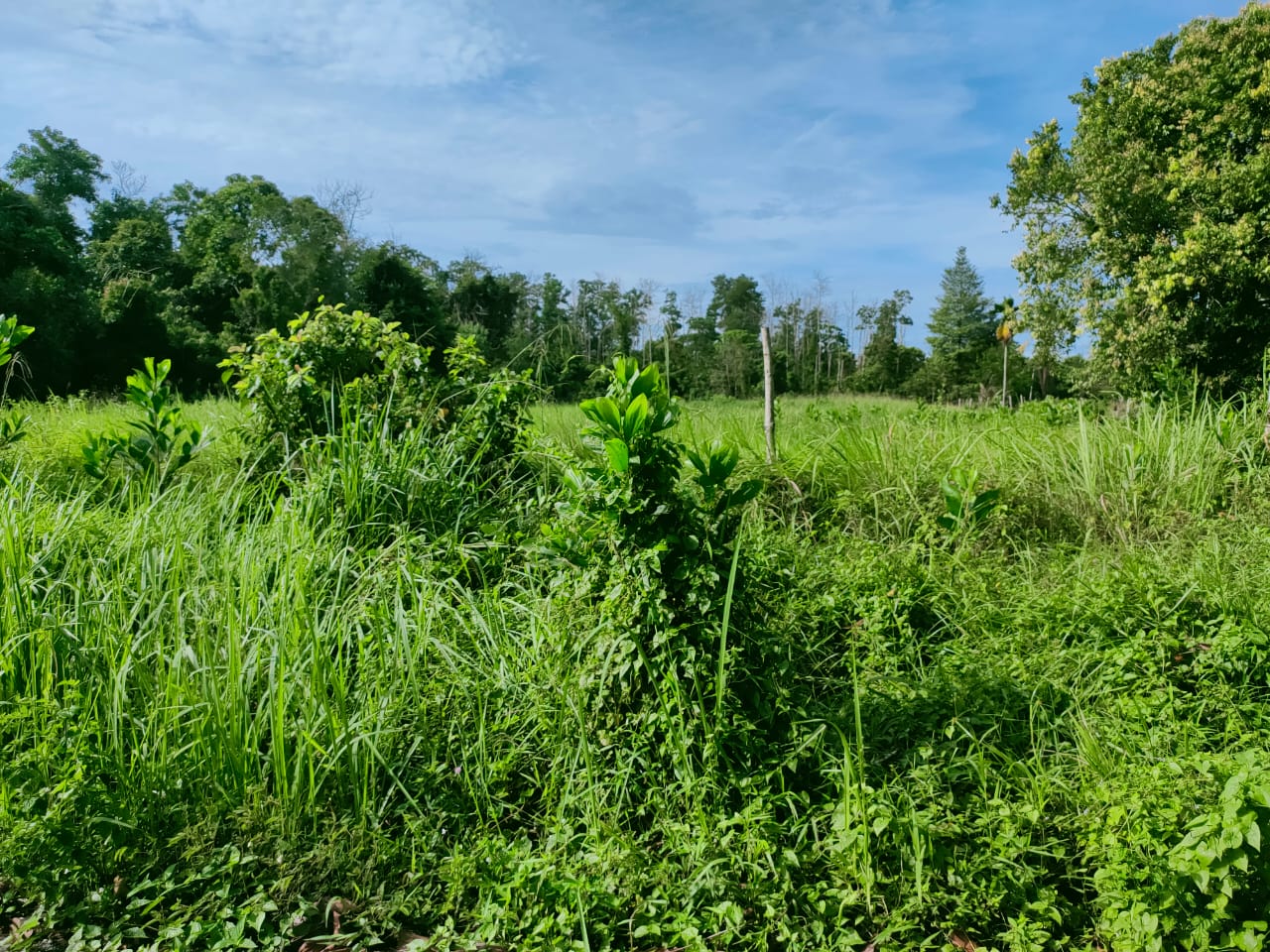 Tanah Pertanian Kampung Sri Damai Kuantan - photo 3