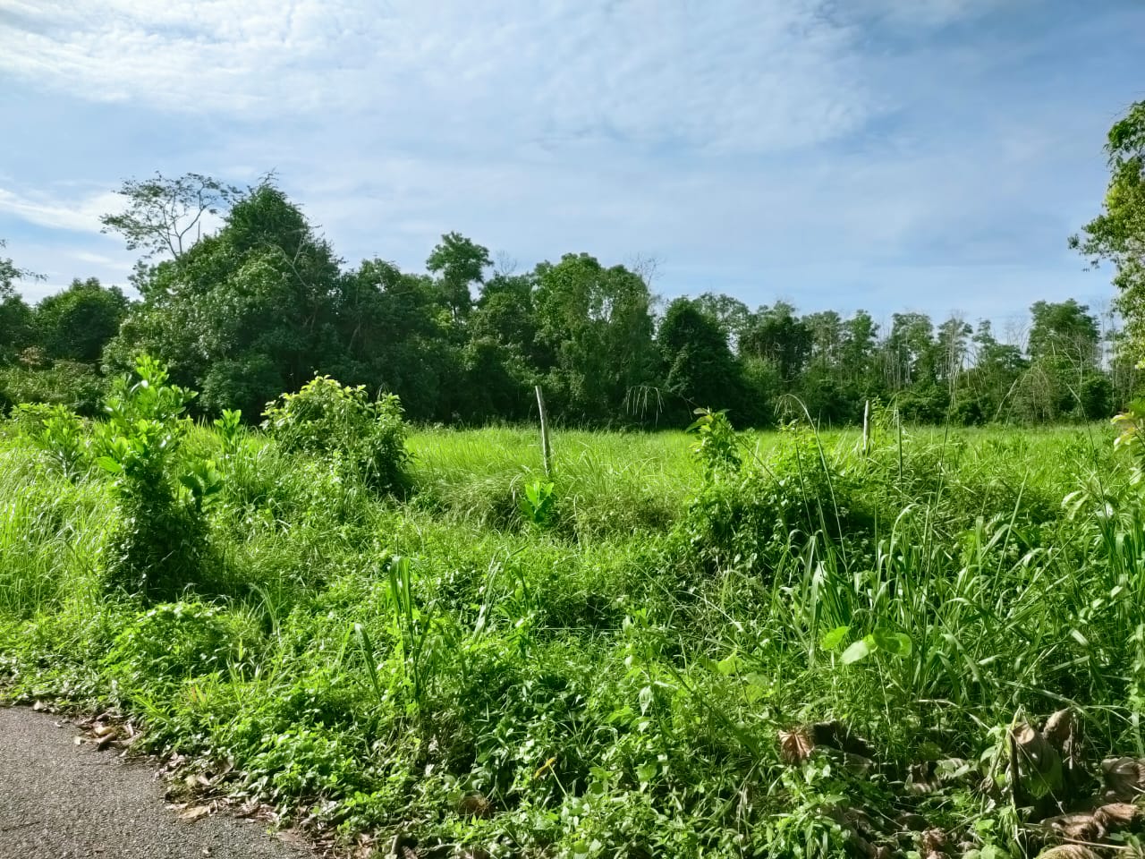 Tanah Pertanian Kampung Sri Damai Kuantan - photo 4