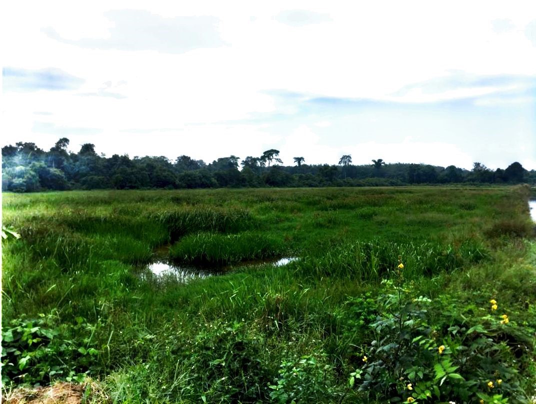 Tanah Pertanian Ganchong Tengah Pekan MURAH