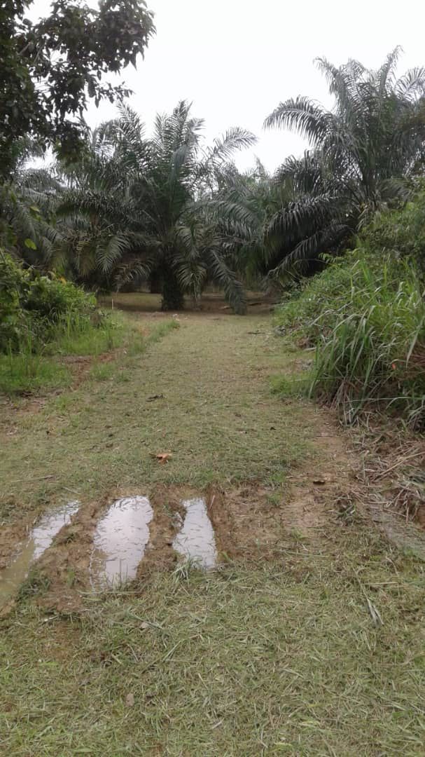 Tanah Pertanian Seberang Pasir Gajah Kemaman