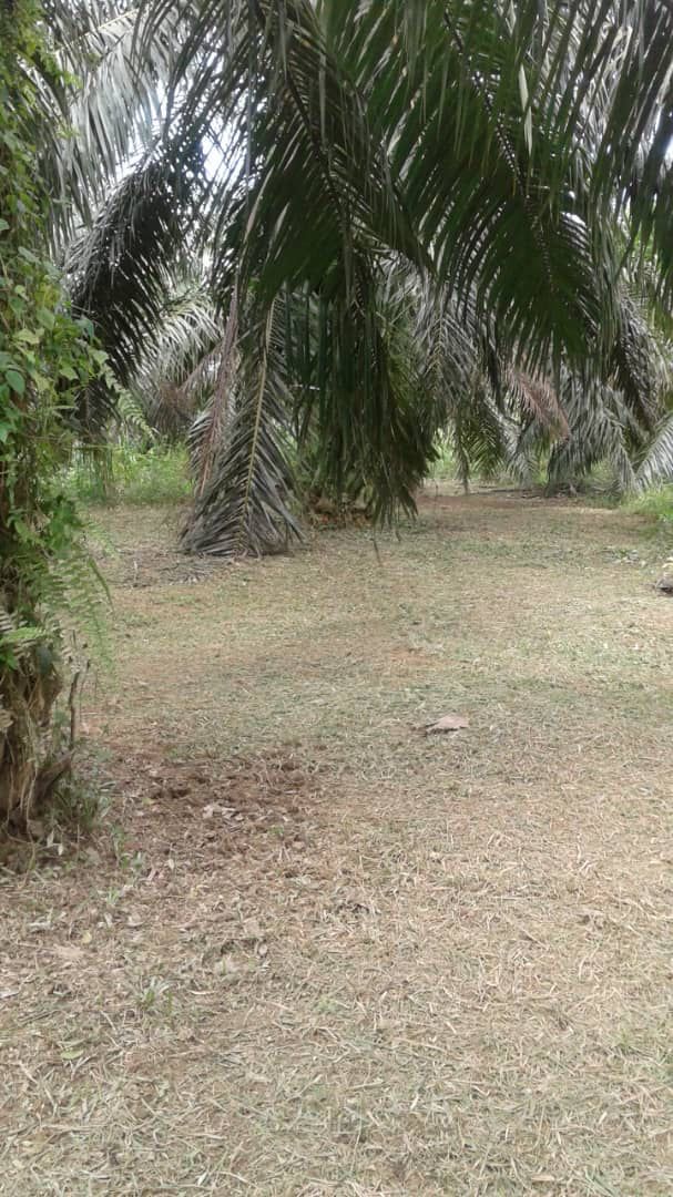 Tanah Pertanian Seberang Pasir Gajah Kemaman - photo 2