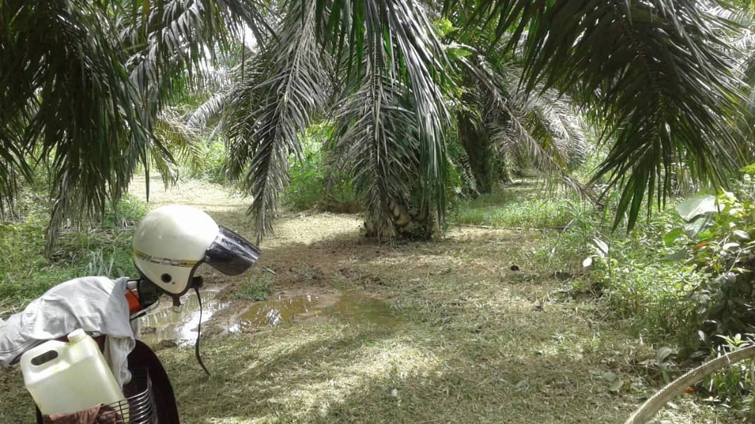 Tanah Pertanian Seberang Pasir Gajah Kemaman - photo 3