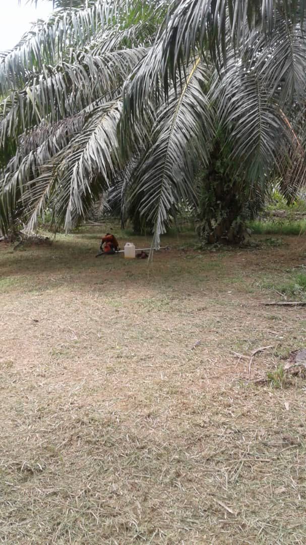 Tanah Pertanian Seberang Pasir Gajah Kemaman - photo 4
