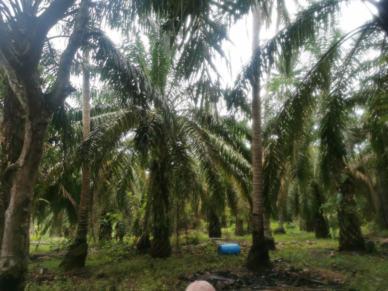 Tanah Pertanian Kampung Sungai Cedok Batu 9