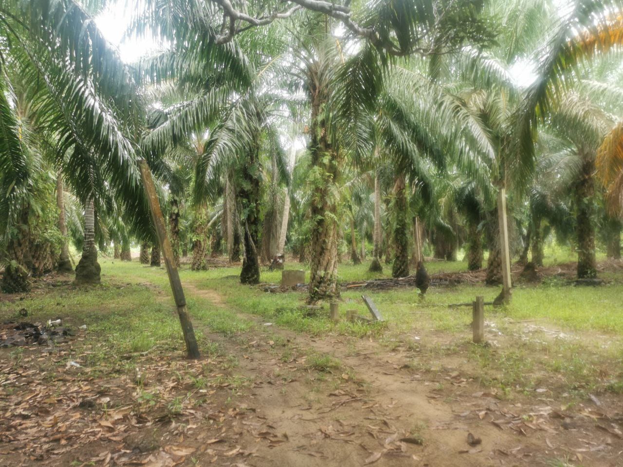 Tanah Pertanian Kampung Sungai Cedok Batu 9 - photo 2