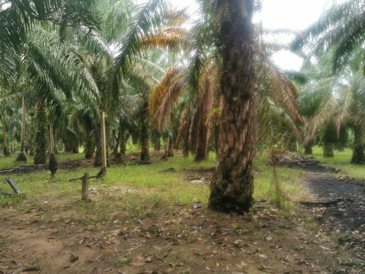 Tanah Pertanian Kampung Sungai Cedok Batu 9 - photo 3