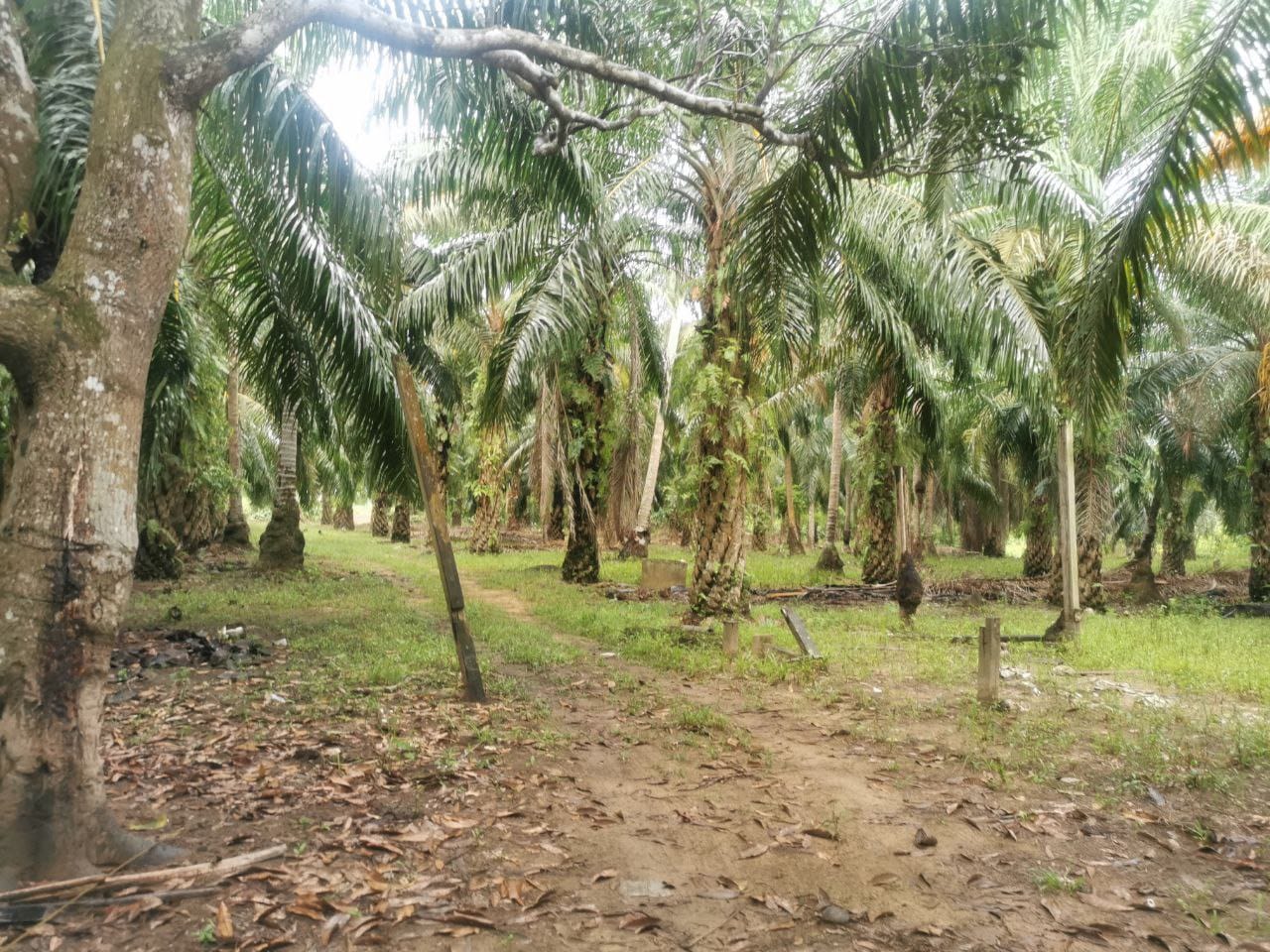 Tanah Pertanian Kampung Sungai Cedok Batu 9 - photo 4