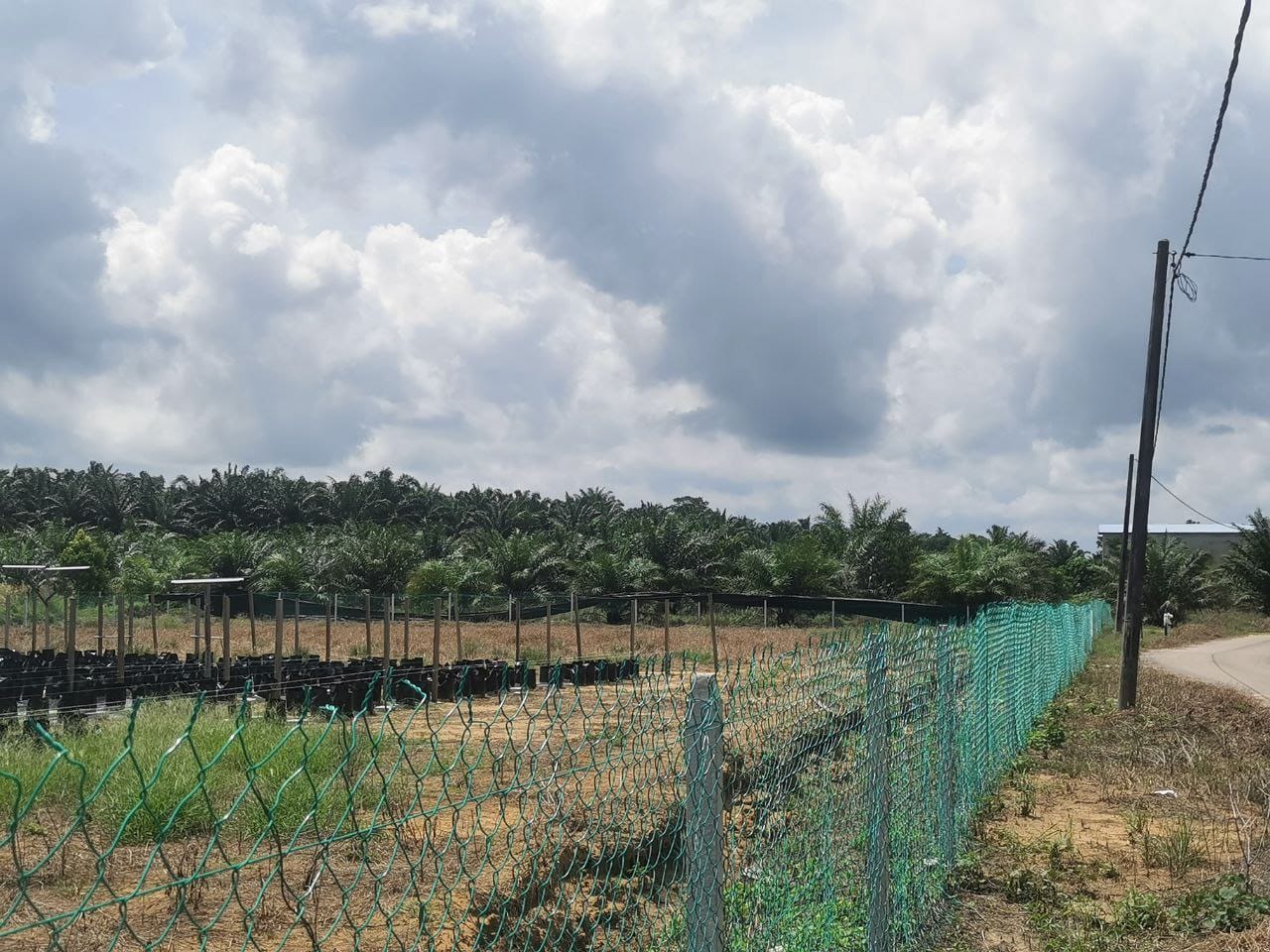 Tanah Pertanian Kampung Sungai Cedok Pontian - photo 2