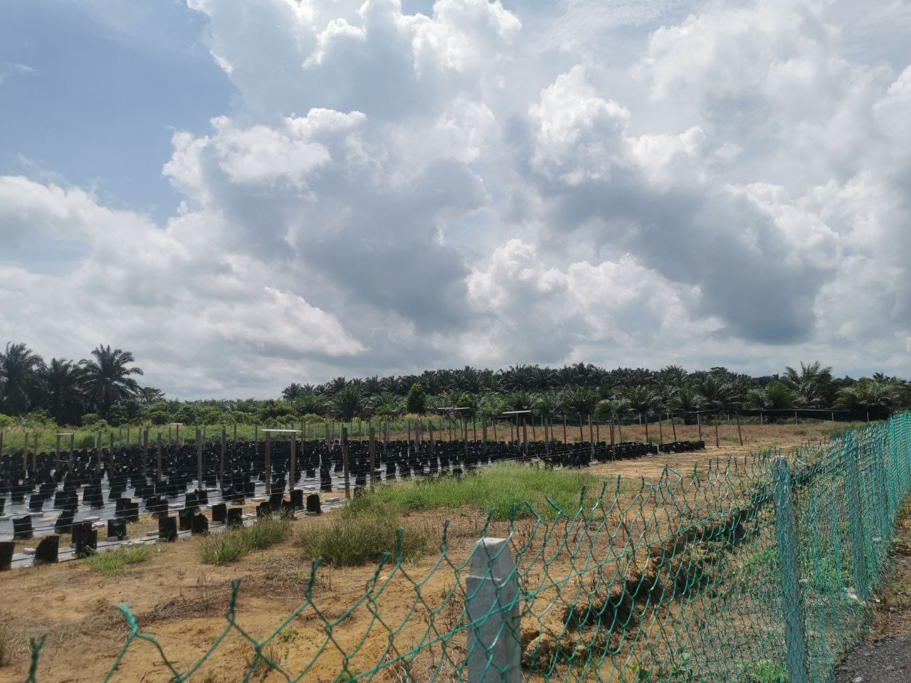 Tanah Pertanian Kampung Sungai Cedok Pontian - photo 5